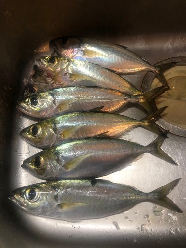 メアジの釣果