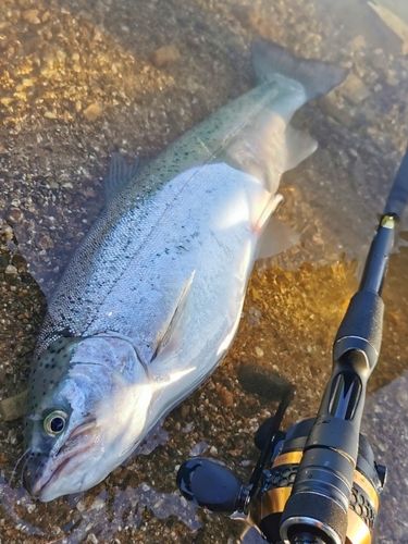 レインボートラウトの釣果