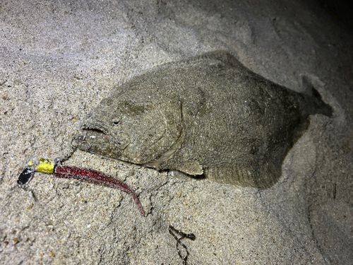 ヒラメの釣果