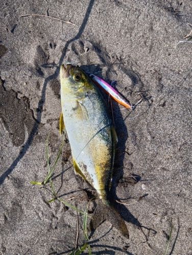 ショゴの釣果