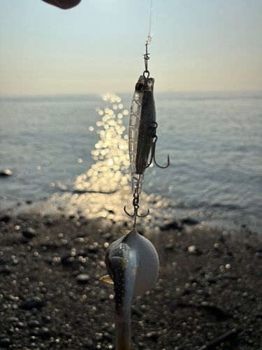 クサフグの釣果