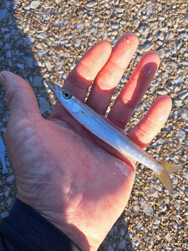 カマスの釣果