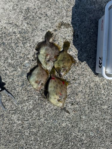 カワハギの釣果