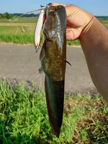ナマズの釣果