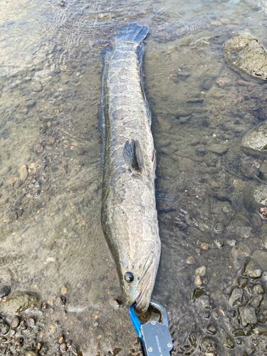 ライギョの釣果