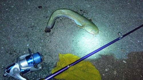 ニホンナマズの釣果