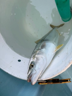 ツバスの釣果