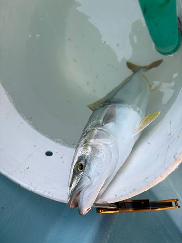 ツバスの釣果