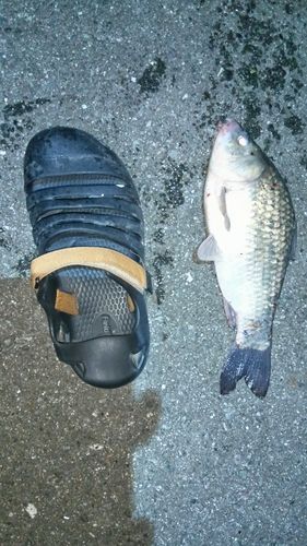 ヘラブナの釣果