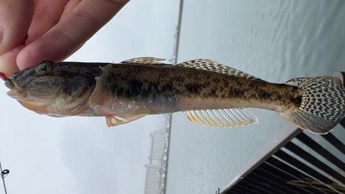 マハゼの釣果