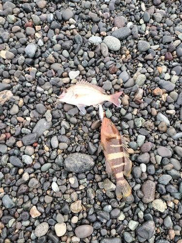 アオハタの釣果