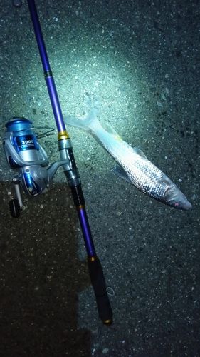 ニゴイの釣果
