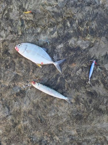 イワシの釣果