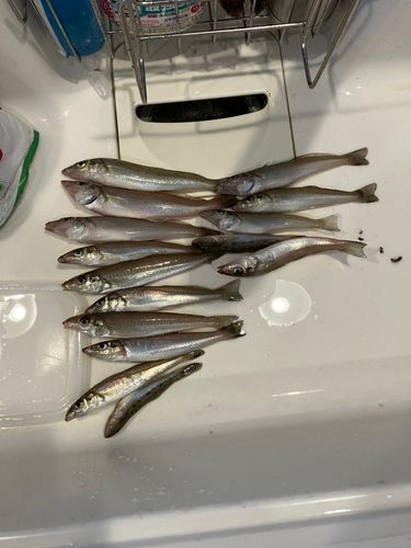 シロギスの釣果