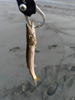 カマスの釣果
