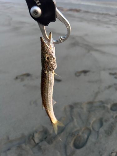 カマスの釣果