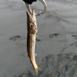 カマス