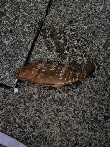 キジハタの釣果