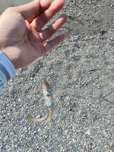 キスの釣果
