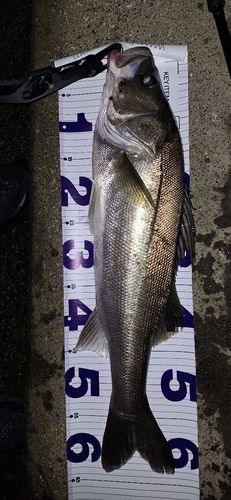 シーバスの釣果