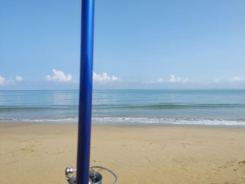 キスの釣果
