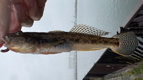 マハゼの釣果