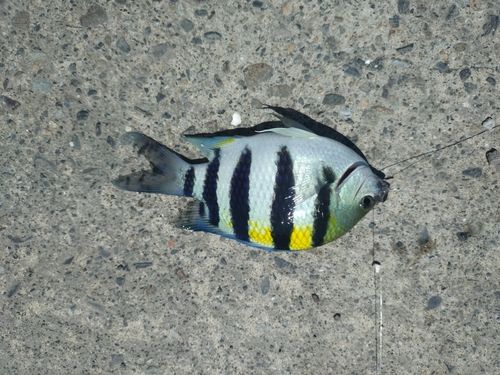 あしずり港