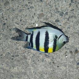 オヤビッチャ