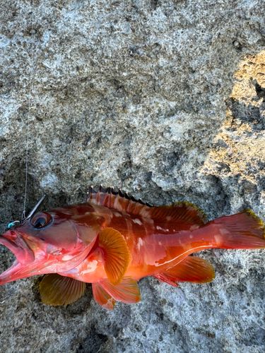 アカハタの釣果