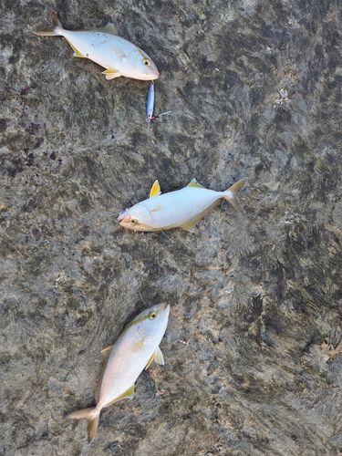 ショゴの釣果
