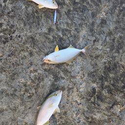 ショゴ