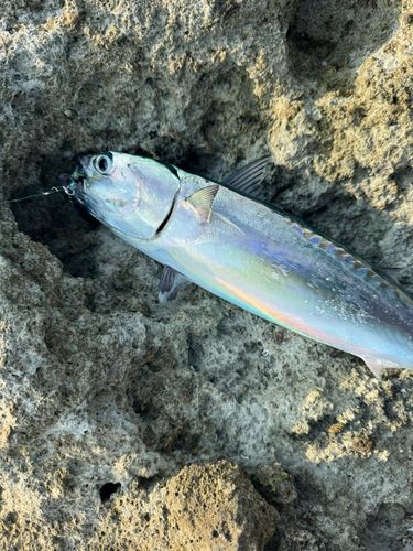 ソウダガツオの釣果