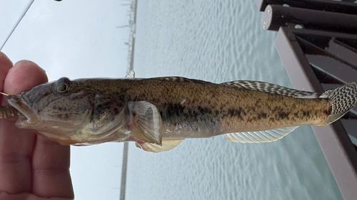 マハゼの釣果