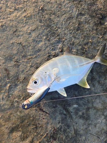 メッキの釣果