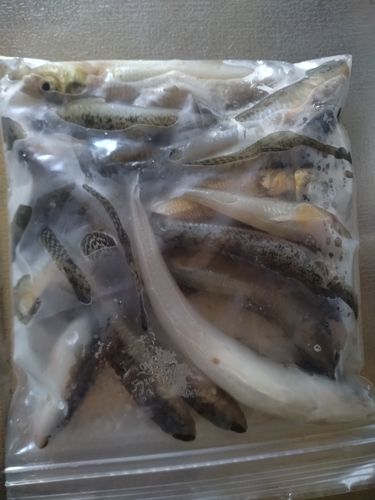 キスの釣果