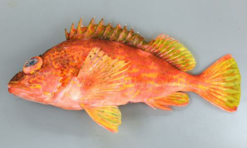 ホウキハタの釣果