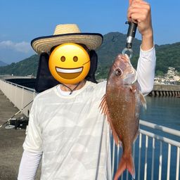 マダイ