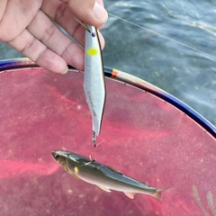 アユの釣果