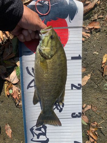 スモールマウスバスの釣果