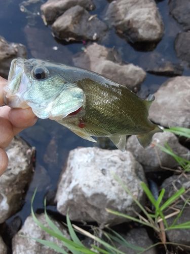 ラージマウスバスの釣果