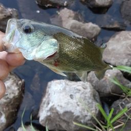 ラージマウスバス