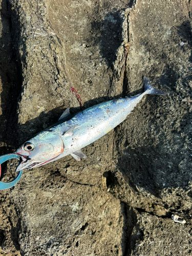 ソウダガツオの釣果