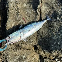 ソウダガツオ