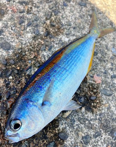 タカベの釣果