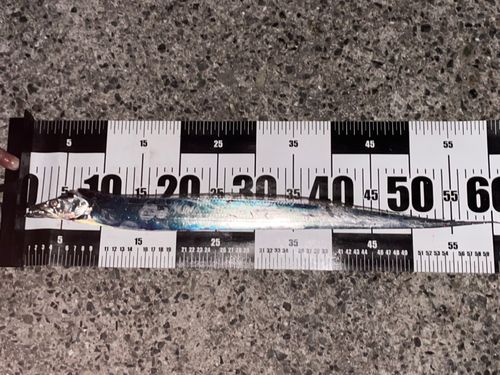 タチウオの釣果