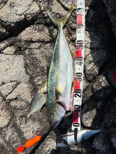 ヒラマサの釣果
