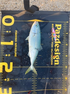 ツバスの釣果