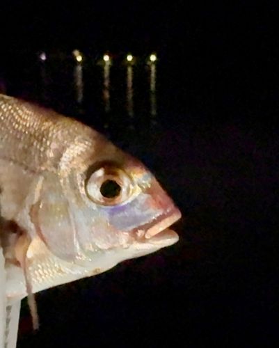 チャリコの釣果
