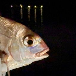 チャリコ