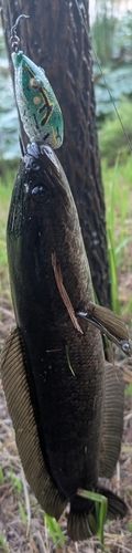 ライギョの釣果